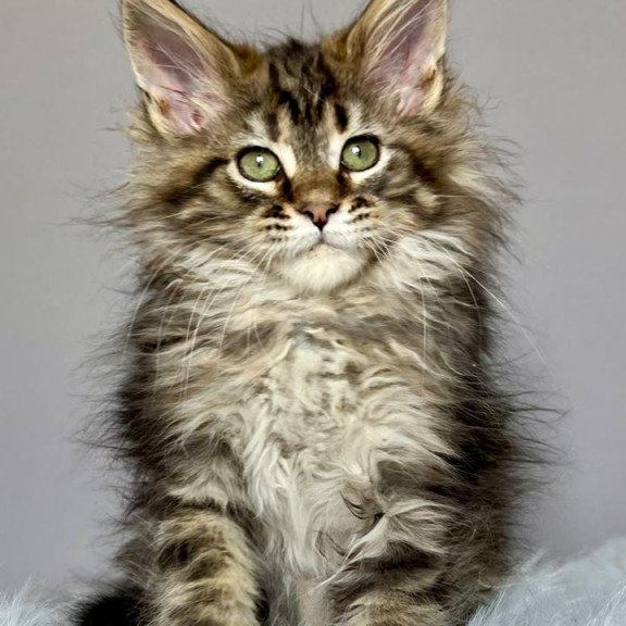 Maine Coon NOV Flint