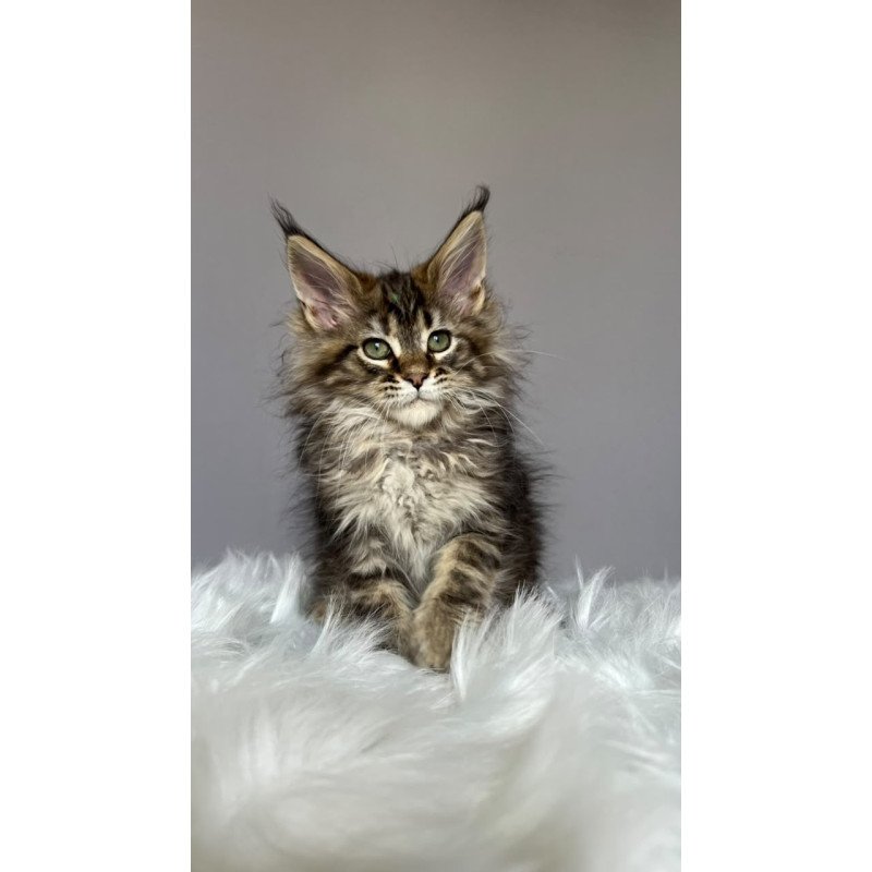 Maine Coon NOV Flint