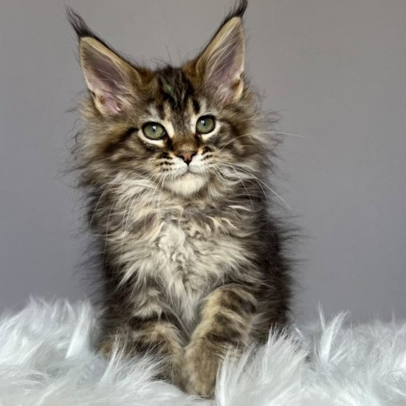 Maine Coon NOV Flint