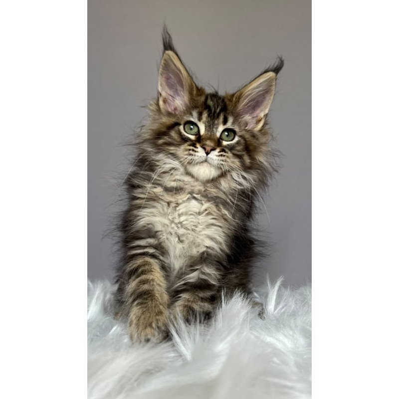 Maine Coon NOV Flint