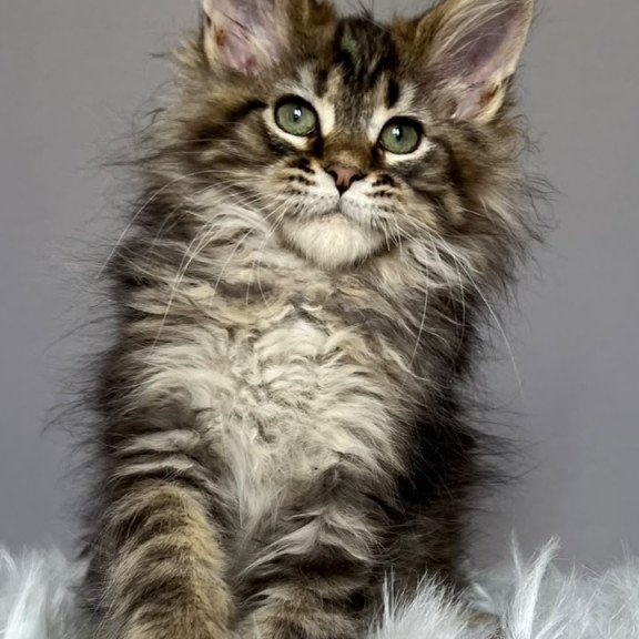 Maine Coon NOV Flint