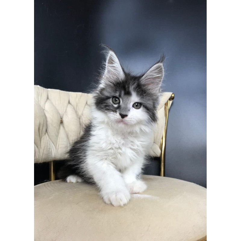 Maine Coon EZ Winston