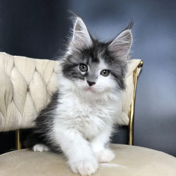 Maine Coon EZ Winston