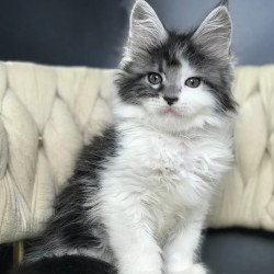 Maine Coon EZ Winston
