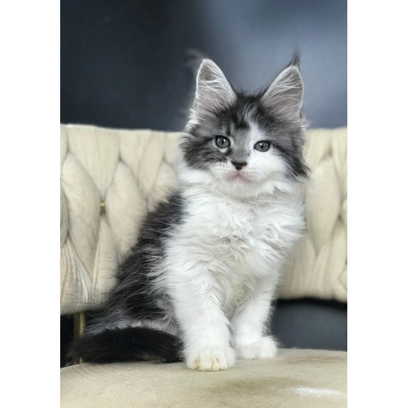 Maine Coon EZ Winston