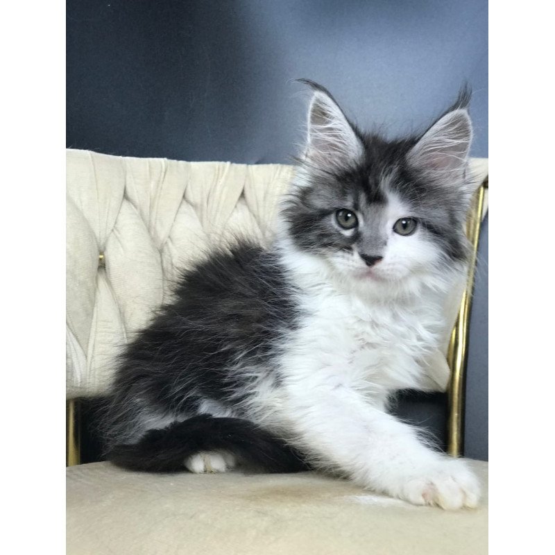 Maine Coon EZ Winston