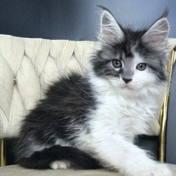 Maine Coon EZ Winston