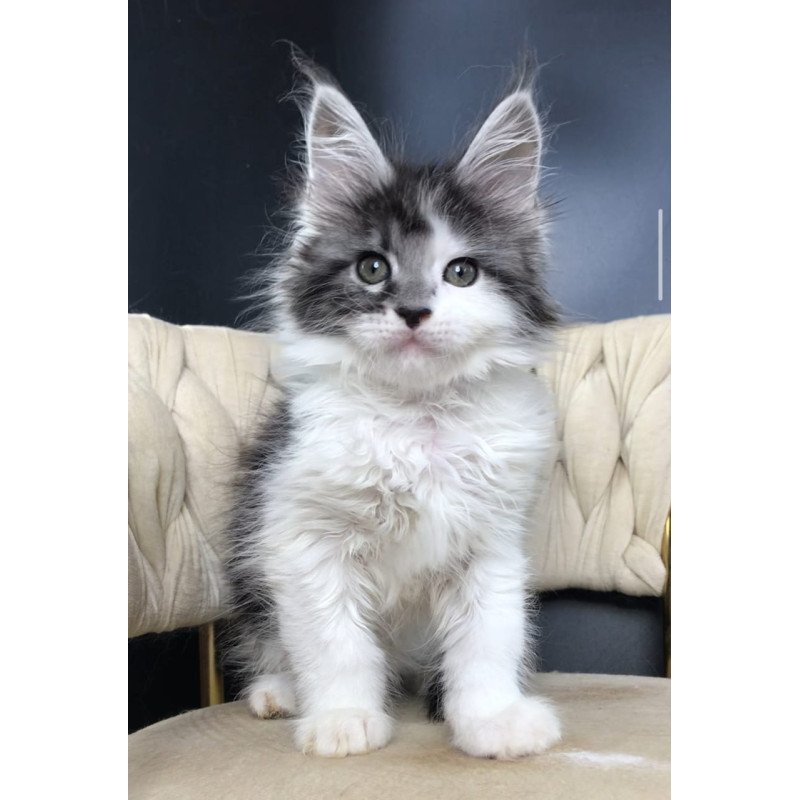 Maine Coon EZ Winston