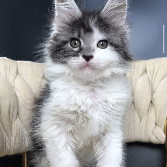 Maine Coon EZ Winston