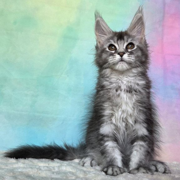 Maine Coon NOV Persephona