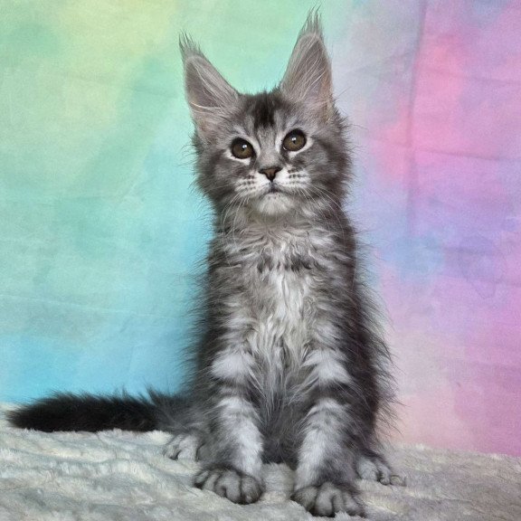 Maine Coon NOV Persephona