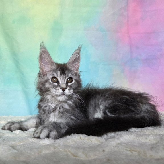 Maine Coon NOV Persephona