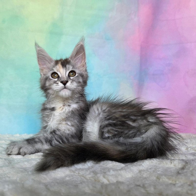Maine Coon NOV Psychea