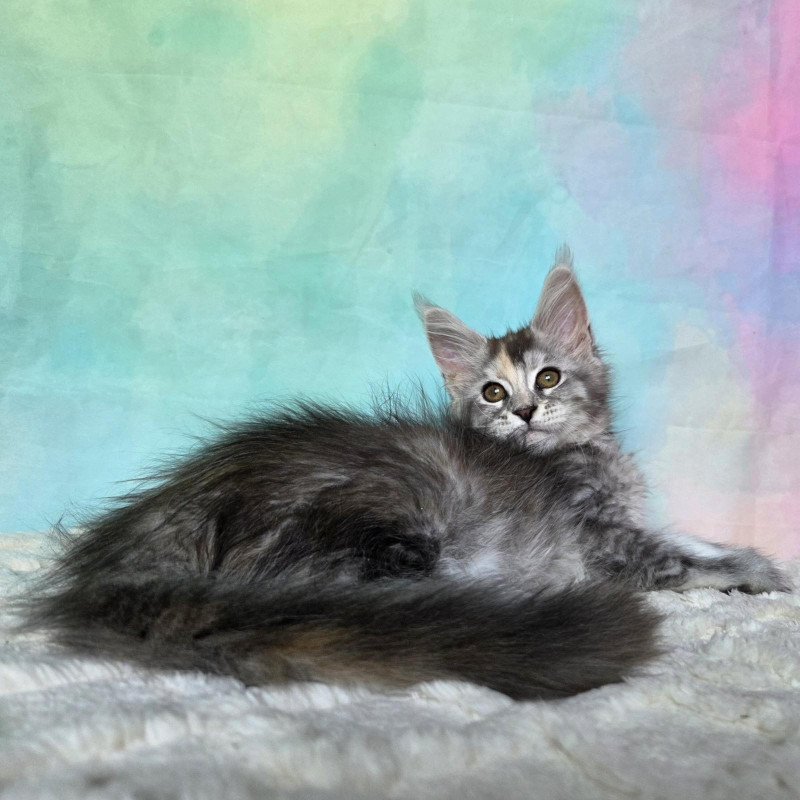 Maine Coon NOV Psychea