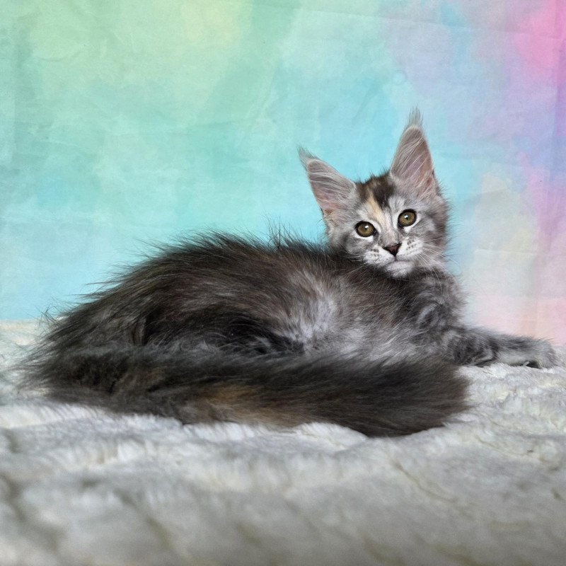Maine Coon NOV Psychea