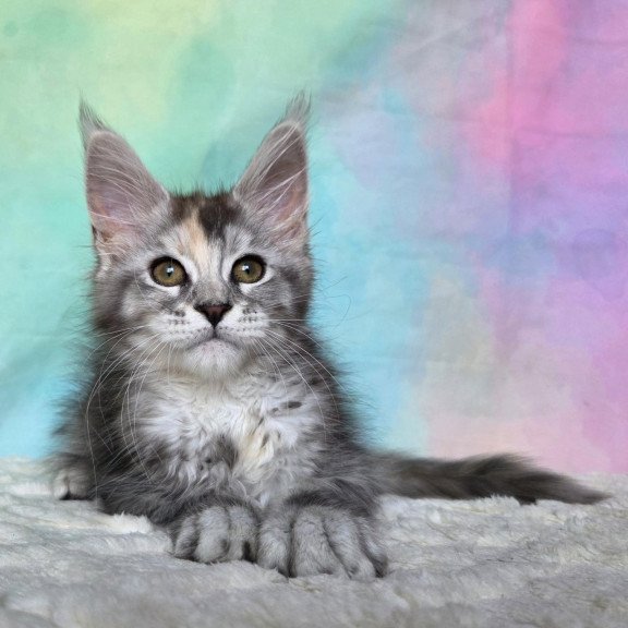 Maine Coon NOV Psychea