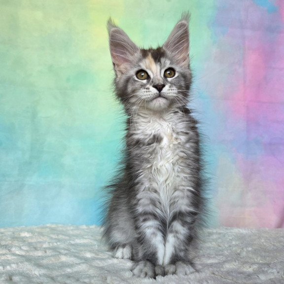 Maine Coon NOV Psychea
