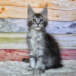 Maine Coon NOV Pollor
