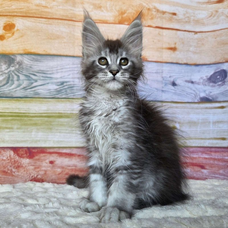 Maine Coon NOV Pollor