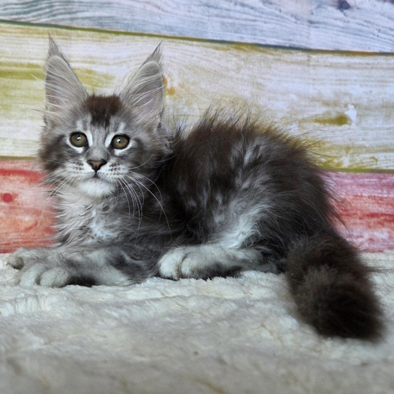 Maine Coon NOV Pollor