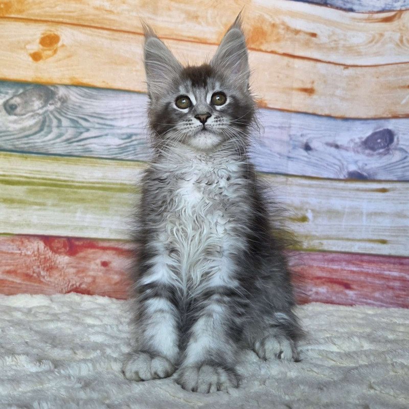 Maine Coon NOV Pollor