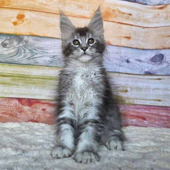 Maine Coon NOV Pollor