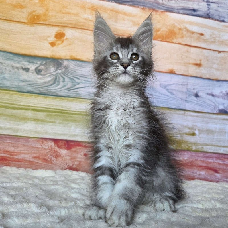 Maine Coon NOV Pollor