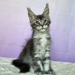 Maine Coon NOV Pomona