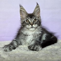 Maine Coon NOV Pomona