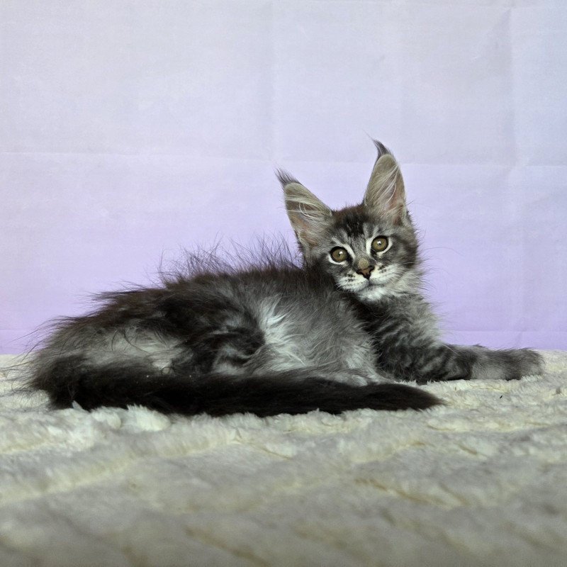 Maine Coon NOV Pomona