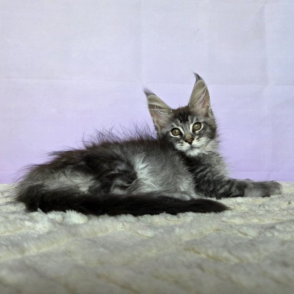 Maine Coon NOV Pomona
