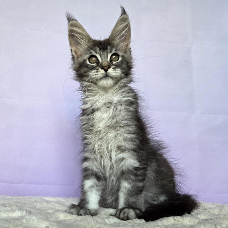 Maine Coon NOV Pomona