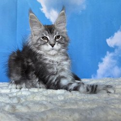 Maine Coon NOV Perenne