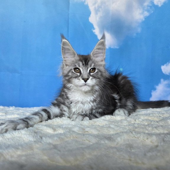 Maine Coon NOV Perenne