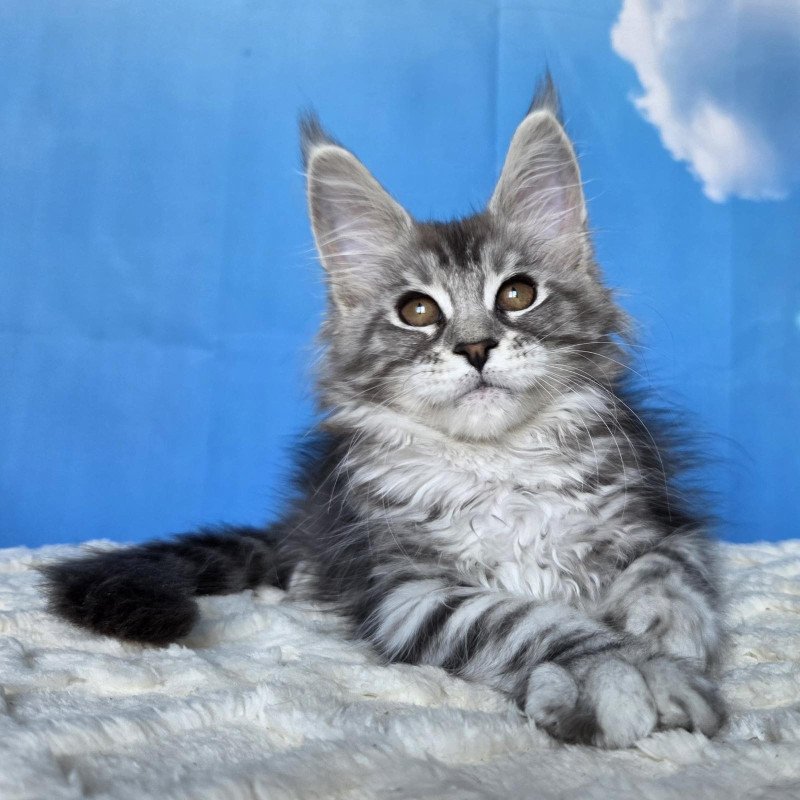 Maine Coon NOV Perenne