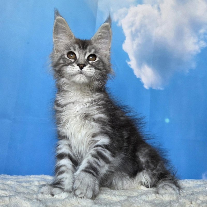 Maine Coon NOV Perenne