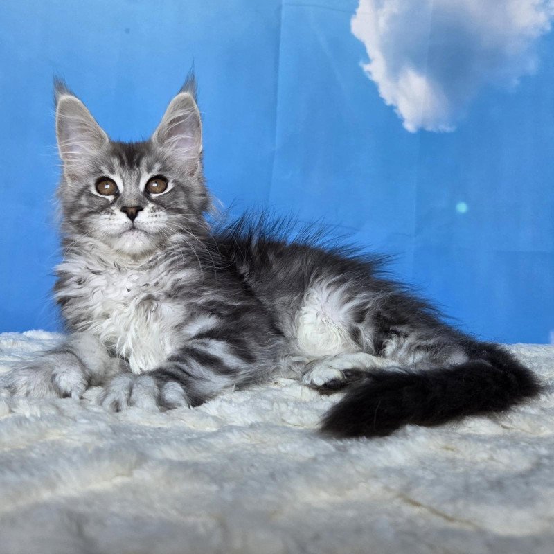 Maine Coon NOV Perenne