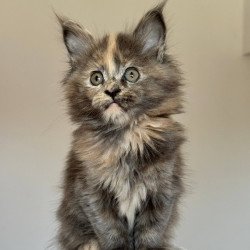 Maine Coon NOV Otome