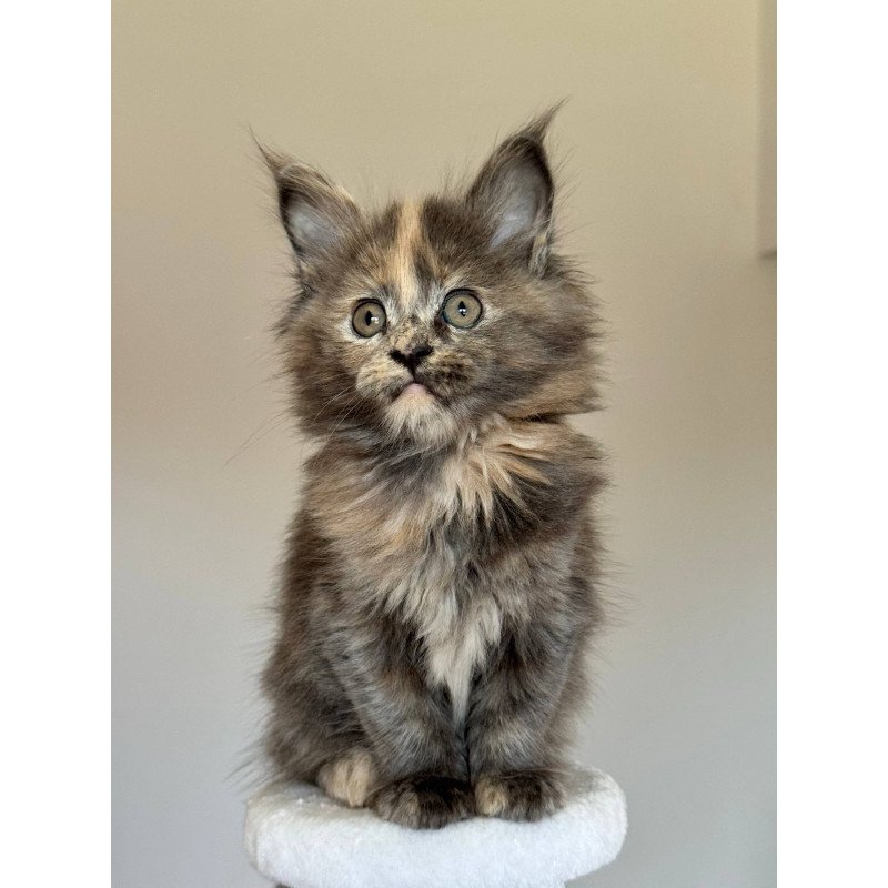 Maine Coon NOV Otome