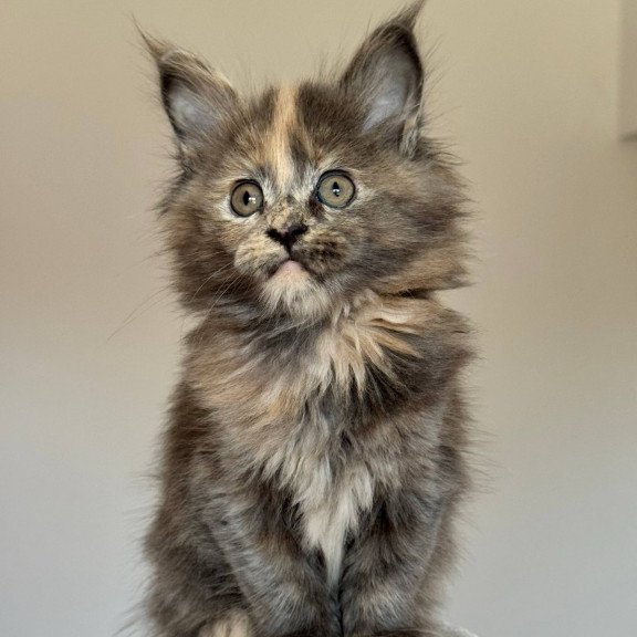 Maine Coon NOV Otome