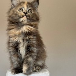 Maine Coon NOV Otome