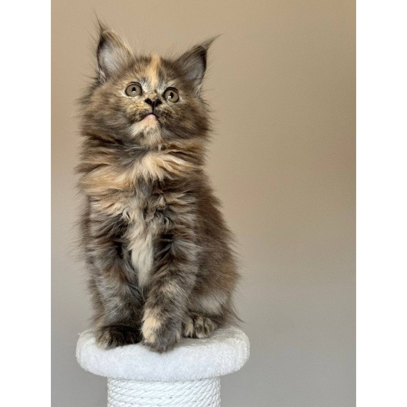 Maine Coon NOV Otome