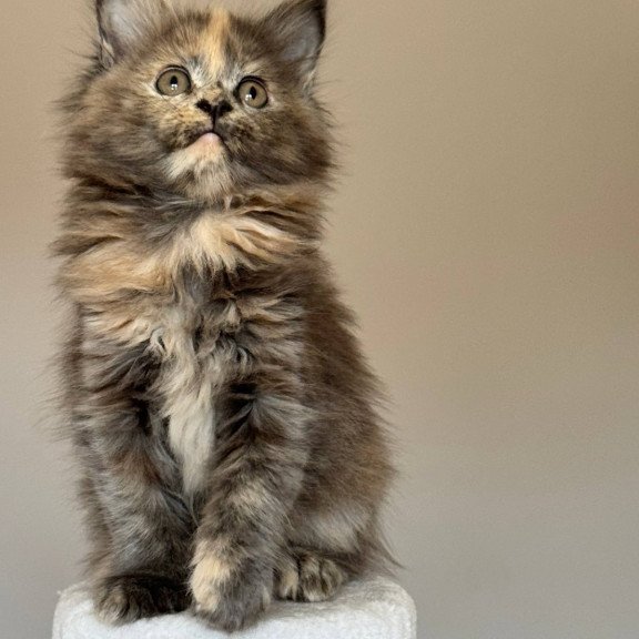 Maine Coon NOV Otome