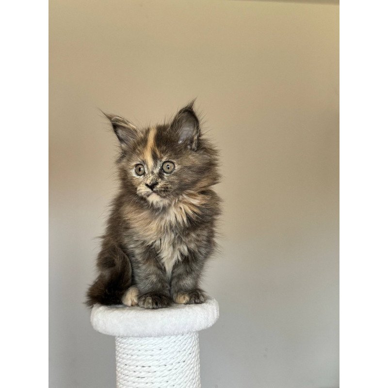 Maine Coon NOV Otome