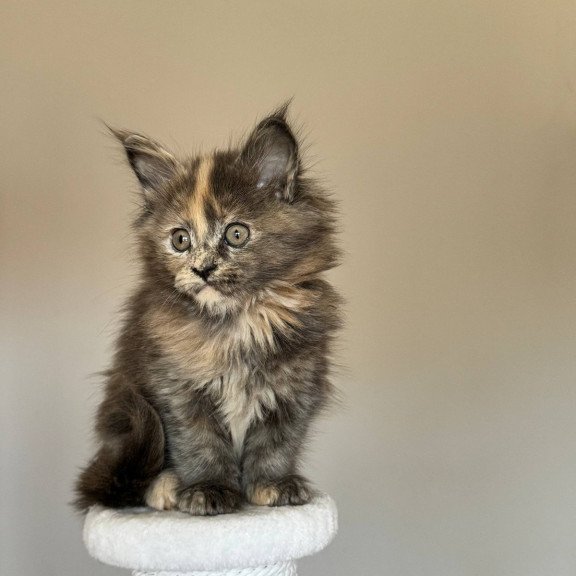 Maine Coon NOV Otome