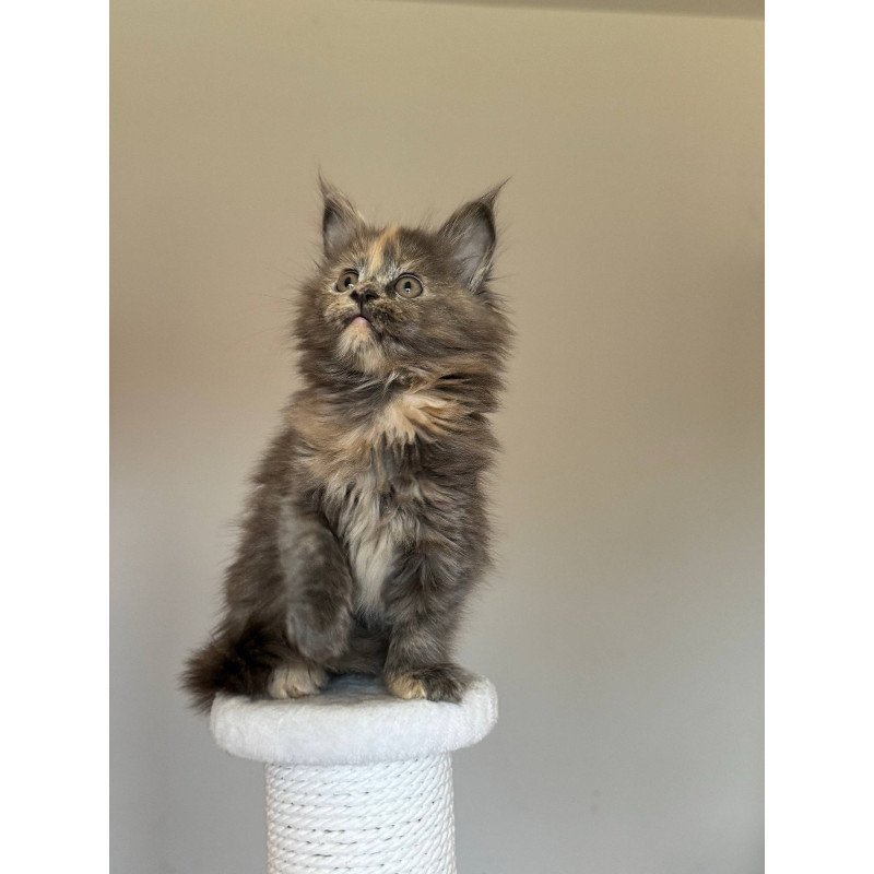 Maine Coon NOV Otome