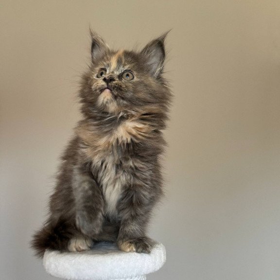 Maine Coon NOV Otome