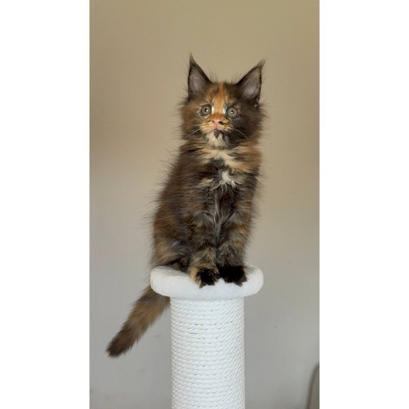 Maine Coon NOV Oriko