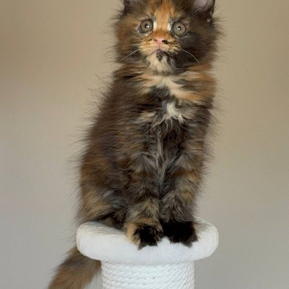 Maine Coon NOV Oriko