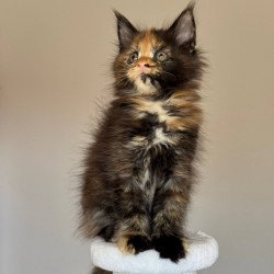 Maine Coon NOV Oriko